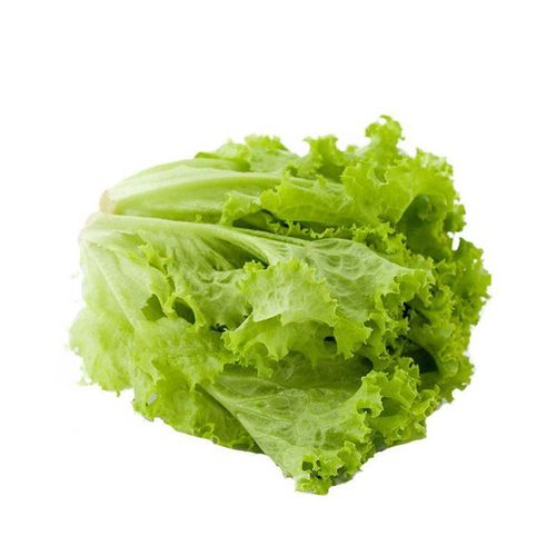 Four Seasons Lettuce Seeds Item | Buy Four Seasons Lettuce Seeds | SPOP Enterprise Global